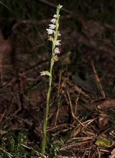 Knærod, Goodyera repens. Tisvilde Hegn d. 20 juli 2007. Fotograf: Lars Andersen