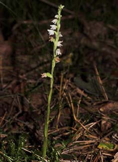 Knrod, Goodyera repens. Tisvilde Hegn d. 20 juli 2007. Fotograf: Lars Andersen