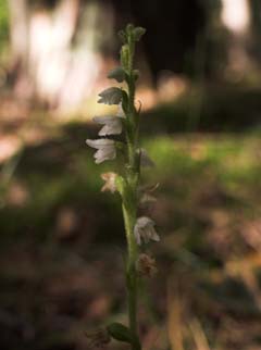 Knærod, Goodyera repens. Tisvilde Hegn d. 20 juli 2007. Fotograf: Lars Andersen