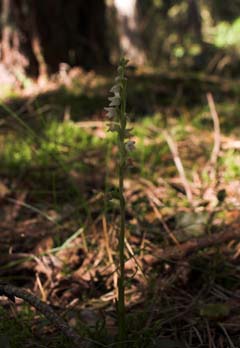 Knærod, Goodyera repens. Tisvilde Hegn d. 20 juli 2007. Fotograf: Lars Andersen