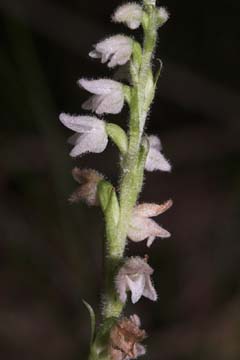 Knærod, Goodyera repens. Tisvilde Hegn d. 20 juli 2007. Fotograf: Lars Andersen