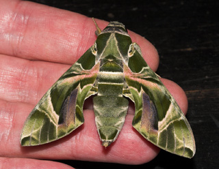 Oleandersværmer, Daphnis nerii (Linnaeus, 1758) fra Tyskland, coll. Per Stadel. Zoologisk Museum, København d. 13 september 2007. Fotograf: Lars Andersen