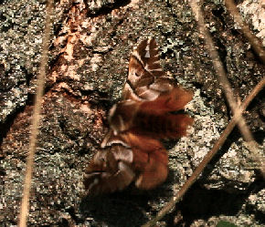 Birkespinder, Endromis versicolora (Linnaeus, 1758) Asserbo Plantage, Nordsjlland. d. 14 April 2007. Fotograf: Lars Andersen