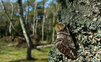 Birkespinder, Endromis versicolora (Linnaeus, 1758) Asserbo Plantage, Nordsjlland. Leg: Erik Steen Larsen d. 28 april 2006 en parret hun p lyslokning. Her en af dens afkom, en hun, brugt til hanlokning d. 11 April 2007. Dog uden held. Fotograf: Lars Andersen