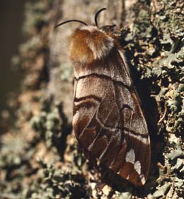 Birkespinder, Endromis versicolora (Linnaeus, 1758) Asserbo Plantage, Nordsjlland. Leg: Erik Steen Larsen d. 28 april 2006 en parret hun p lyslokning. Her en af dens afkom, en hun, brugt til hanlokning d. 11 April 2007. Dog uden held. Fotograf: Lars Andersen