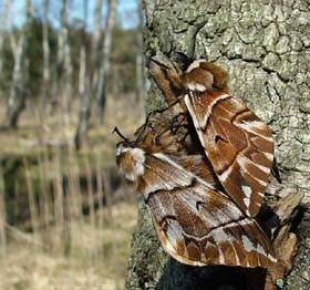 Birkespinder, Endromis versicolora (Linnaeus, 1758) Asserbo Plantage, Nordsjlland. d. 14 April 2007. Fotograf: Lars Andersen