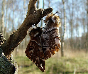 Birkespinder, Endromis versicolora (Linnaeus, 1758) Asserbo Plantage, Nordsjlland. d. 14 April 2007. Fotograf: Lars Andersen