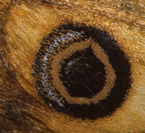 Bagvinge diskalfelt med øjeplet hos Natpåfugleøje, Saturnia pavonia. Lellinge Frihed, coll. Peter Møllmann. D. 1 september 2007. Fotograf: Lars Andersen
