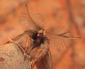 Fjerdrager, Ptilophora plumigera. Magleby Skov, Sjlland. 10 November 2007. Fotograf: Lars Andersen