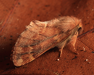 Fjerdrager, Ptilophora plumigera. Magleby Skov, Sjælland. 10 November 2007. Fotograf: Lars Andersen