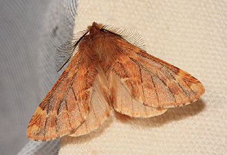 Fjerdrager, Ptilophora plumigera. Magleby Skov, Sjælland. 10 November 2007. Fotograf: Lars Andersen