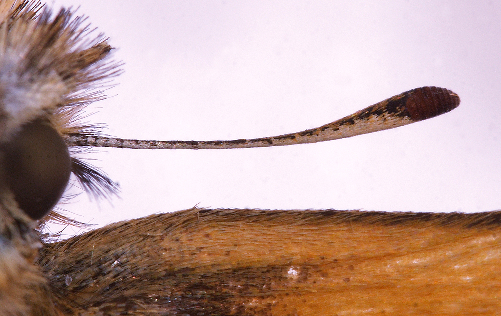 Stregbredpande, Thymelicus lineola han´s følehorn set fra undersiden. Zoologisk Museum, København September 2007. Fotograf: Lars Andersen