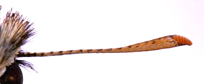 Stregbredpande, Thymelicus sylvestris han´s følehorn set fra undersiden. Zoologisk Museum, København September 2007. Fotograf: Lars Andersen