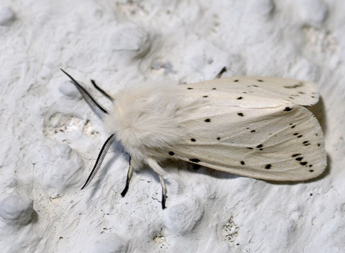 Almindelig Tigerspinder, Spilosoma lubricipeda. Torslunde, Lolland d. 6 juni 2010. Fotograf; Troells Melgaard