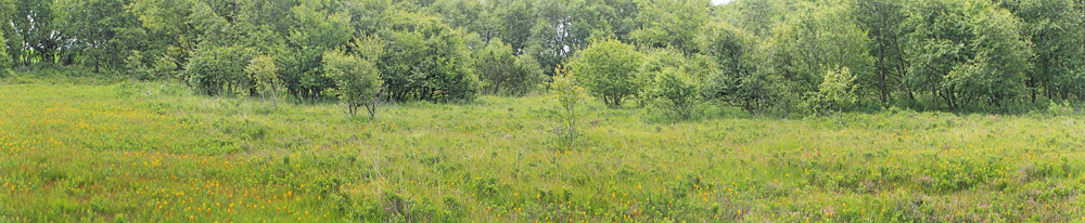 Ensianblfugl, Phengaris alcon. Rejsby Hedemose, Tnder, Snderjylland d 16 juli 2020. Fotograf; Lars Andersen