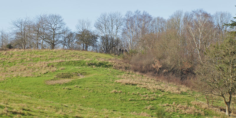 Der ledes efter Guldhale, Thecla betulae æg. Arrenakke Bakke, Nordsjælland d. 14 februar 2020. Fotograf; Lars Andersen