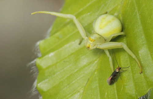 Løvskovsurmøl, Micropterix tunbergella og Kamæleonedderkop, Misumena vatia. Sore Bøgeskov v. Gyrstinge Sø, Sjælland d. 6 maj 2020. Fotograf; "Lars Andersen