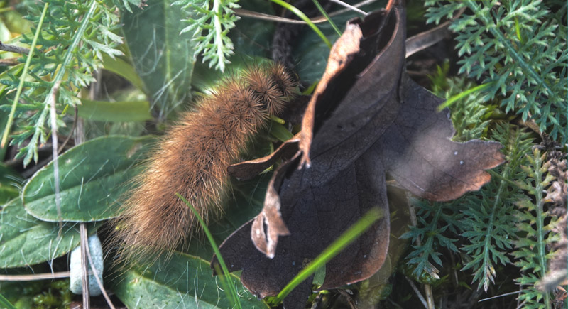Kanelbjørn, Phragmatobia fuliginosa. Skovbakken, Skævinge,, Nordsjælland, Danmark d. 28 oktober 2020. Fotograf; Lars Andersen