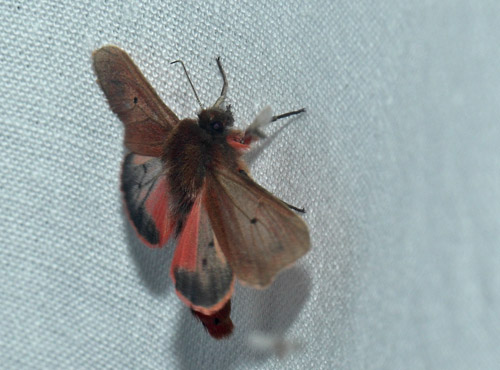 Kanelbjørn, Phragmatobia fuliginosa. Maglemose, Vedbæk, Nordsjælland, Danmark d. 19 juli 2020. Fotograf; Lars Andersen