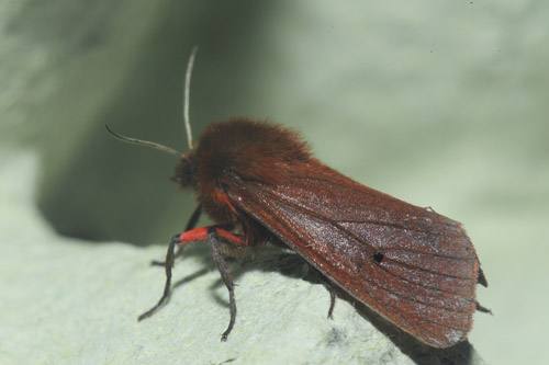 Kanelbjørn, Phragmatobia fuliginosa. Maglemose, Vedbæk, Nordsjælland, Danmark d. 19 juli 2020. Fotograf; Lars Andersen