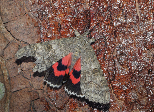 Rdt Ordensbnd, Catocala nupta. Arrenakke, Nordsjlland kl. 22:56 d. 4 september 2020. Fotograf; Lars Andersen