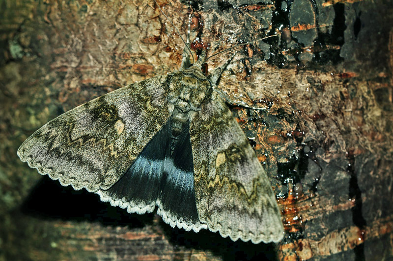 Blt Ordensbnd, Catocala fraxini. Arrenakke, Nordsjlland d. 26 august 2020. Fotograf; Henrik S Larsen