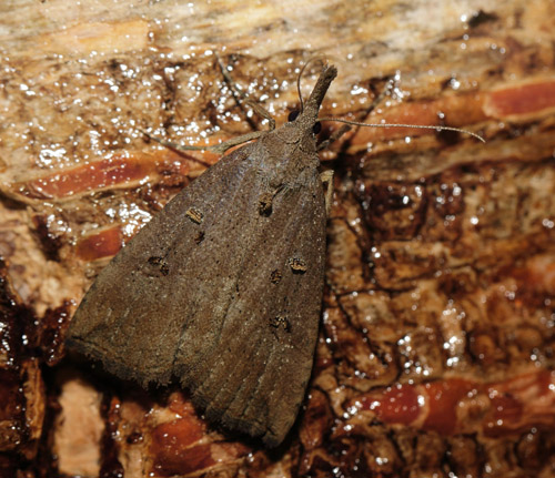 Humleugle, Hypena rostralis. Arenakke, Nordsjælland d. 6 september 2020. Fotograf; Henrik S. Larsen