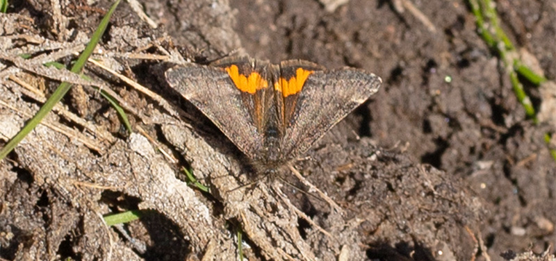 Poppeldagmler, Boudinotiana notha han. Pinseskoven, Vestamager d. 8 april 2020. Fotograf; Svend Rastrup Andersen