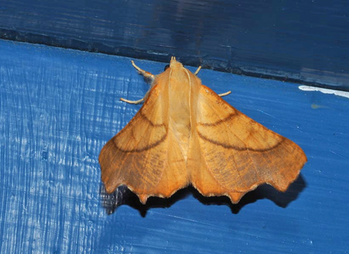 Asketandmåler, Ennomos fuscantaria. Rævebjerg, Aabenraa, Sønderjylland d. 15. august 2020 . Fotograf; Sara Kande