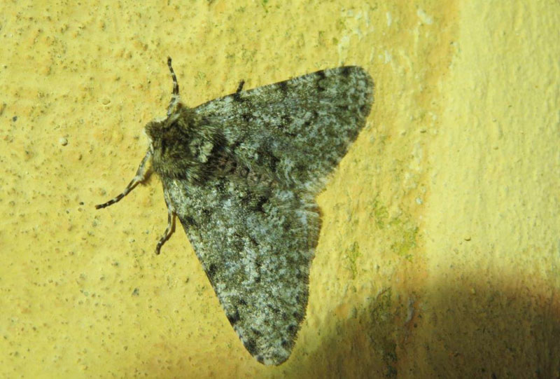 Fjermåler, Phigalia pilosaria. Nyrup, Nordsjælland d. 31 januar 2020. Fotograf; Erling Krabbe