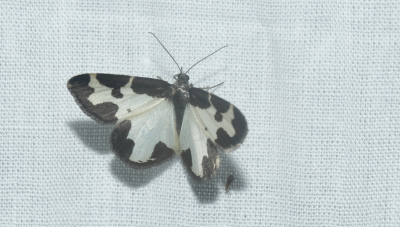 Sortrandet Måler, Lomaspilis marginata. Maglemose, Vedbæk, Nordsjælland d. 19 juli 2020. Fotograf; Lars Andersen