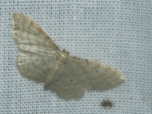Gråkantet Engmåler, Idaea fuscovenosa. Maglemose, Vedbæk, Nordsjælland d. 19 juli 2020. Fotograf; Lars Andersen