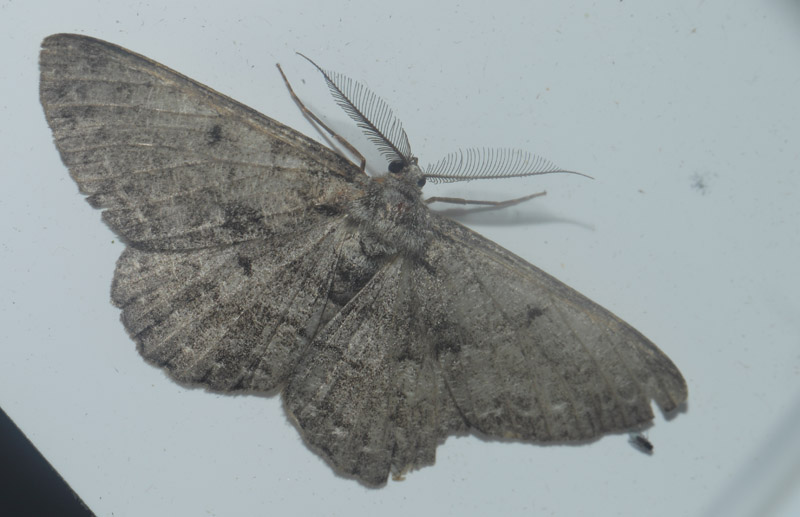 Stor Barkmåler, Hypomecis roboraria. Maglemose, Vedbæk, Nordsjælland d. 19 juli 2020. Fotograf; Lars Andersen