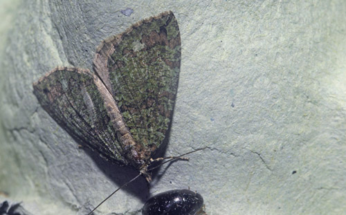 Vatret Bladmler, Hydriomena furcata. Maglemose, Vedbk, Nordsjlland d. 20 juli 2020. Fotograf; Lars Andersen