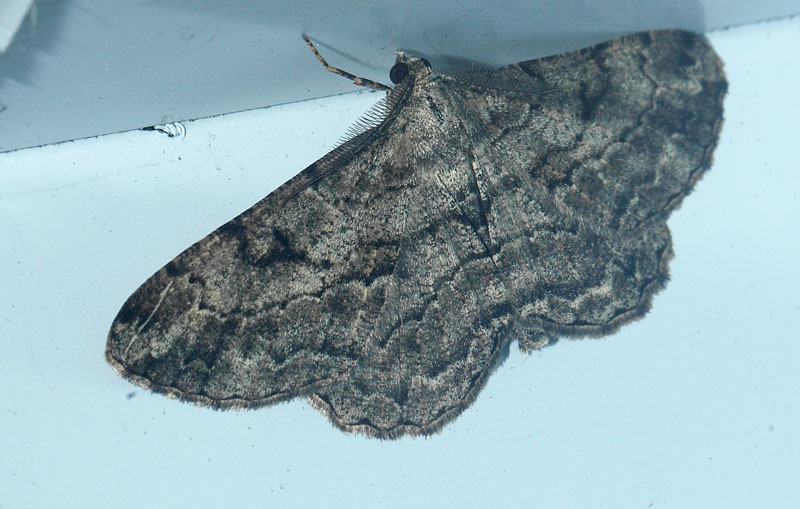 Frugttræ-Barkmåler, Peribatodes rhomboidaria. Maglemose, Vedbæk, Nordsjælland d. 19 juli 2020. Fotograf; Lars Andersen