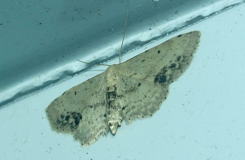 Sortplettet Løvmåler, Idaea dimidiata. Maglemose, Vedbæk, Nordsjælland d. 19 juli 2020. Fotograf; Lars Andersen