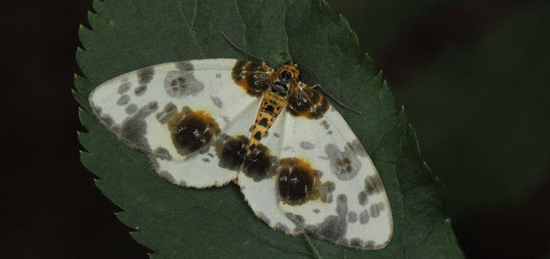 Skov-Harlekin / Elmemåler, Abraxas sylvata (Scopoli, 1763). Arrenakke Bakke, Nordsjælland d. 25 juli 2020. Fotograf; Lars Andersen