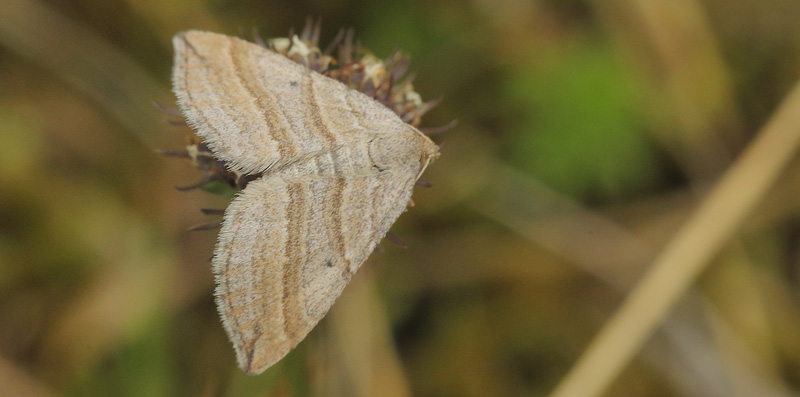 Snerremler,Phibalapteryx virgata (Hufnagel, 1767). Heatherhill, Nordsjlland d. 28 juli 2020. Fotograf; Lars Andersen