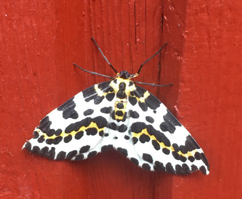 Harlekin / Stikkelsbærmåler, Abraxas grossulariata (Linnaeus, 1758). Bornholm, Danmark d. 28 juli 2020. Fotograf; Lotte Fjeldmark