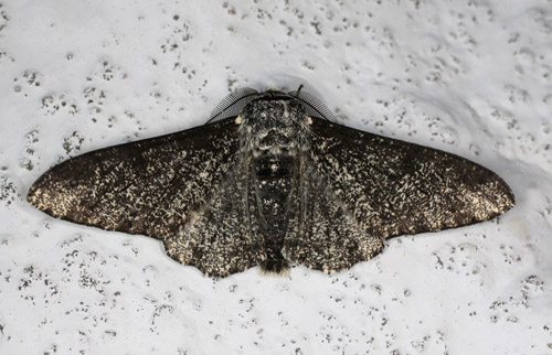 Björkmätare / Birkemåler, Biston betularia. Gedser, Falster, Danmark d. 6 august 2020. Fotograf; Claus Grahndin