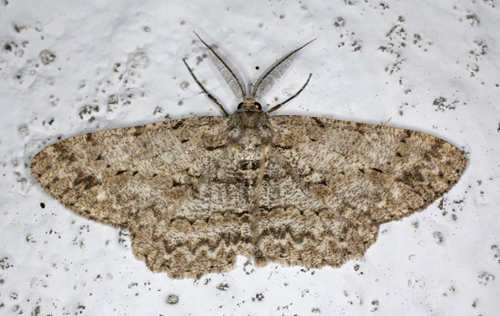 Grå Egemåler, Hypomecis punctinalis han. Gedser, Falster, Danmark d. 19 juni 2020. Fotograf; Claus Grahndin