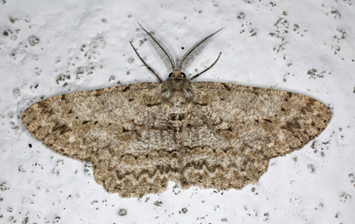 Gr Egemler, Hypomecis punctinalis han. Gedser, Falster, Danmark d. 19 juni 2020. Fotograf; Claus Grahndin