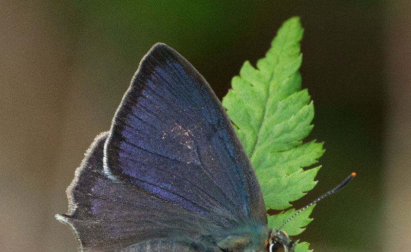 Blåhale, Quercusia quercus han. Storemose, Dageløkke, Nordsjælland Juli 2019. Fotograf; Svend Rastrup Andersen