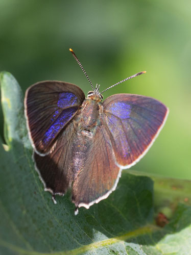 Blåhale, Quercusia quercus han. Storemose, Dageløkke, Nordsjælland Juli 2019. Fotograf; Svend Rastrup Andersen