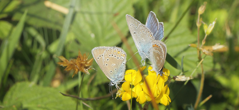 Isblåfugl, Polyommatus amandus hun + parring. Ulvshale, Møn, Danmark d. 23 juni 2020. Fotograf; Lars Andersen