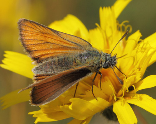 Skrstregbredpande, Thymelicus sylvestris hun og hanner. Skydstrup Industri, Snderjylland, Danmark d. 15 juli 2020. Fotograf; Lars Andersen