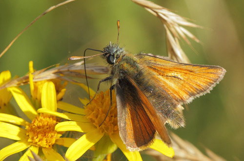 Skrstregbredpande, Thymelicus sylvestris hun og hanner. Skydstrup Industri, Snderjylland, Danmark d. 15 juli 2020. Fotograf; Lars Andersen