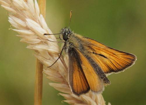 Skrstregbredpande, Thymelicus sylvestris hun og hanner. Skydstrup Industri, Snderjylland, Danmark d. 15 juli 2020. Fotograf; Lars Andersen