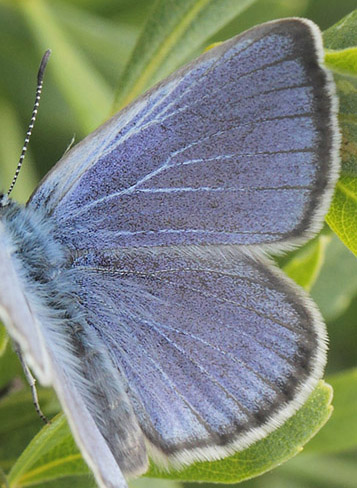 Ensianblåfugl, Phengaris alcon. Rejsby Hedemose, Tønder, Sønderjylland d 16 juli 2020. Fotograf; Lars Andersen