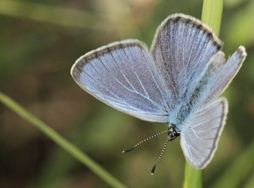 Ensianblfugl, Phengaris alcon. Rejsby Hedemose, Tnder, Snderjylland d 16 juli 2020. Fotograf; Lars Andersen